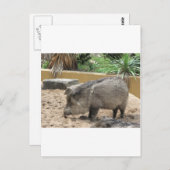 CARTE POSTALE PIÈGE WID (Devant / Derrière)