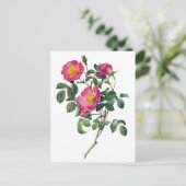 Carte Postale Pierre Joseph Redoute Roses (Debout devant)