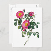 Carte Postale Pierre Joseph Redoute Roses (Devant / Derrière)