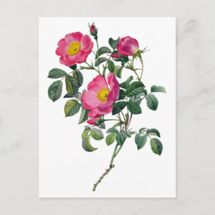 Carte Postale Pierre Joseph Redoute Roses