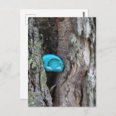 Carte Postale Pierre RAK Little Rainbow Peinte Cachée dans un Ar (Devant / Derrière)