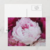 Carte Postale Pierre rose lavande avec pivoines de Fuschia (Devant / Derrière)