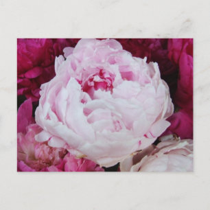 Carte Postale Pierre rose lavande avec pivoines de Fuschia