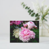 Carte Postale Pies roses et blanches (Debout devant)