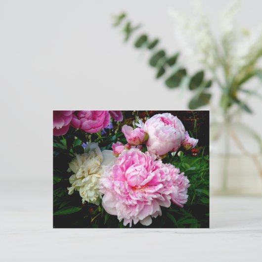 Carte Postale Pies roses et blanches (Debout devant)