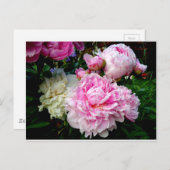 Carte Postale Pies roses et blanches (Devant / Derrière)