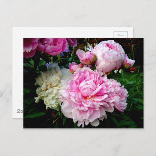 Carte Postale Pies roses et blanches (Devant / Derrière)