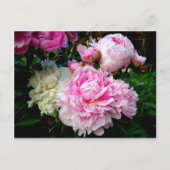 Carte Postale Pies roses et blanches (Devant)