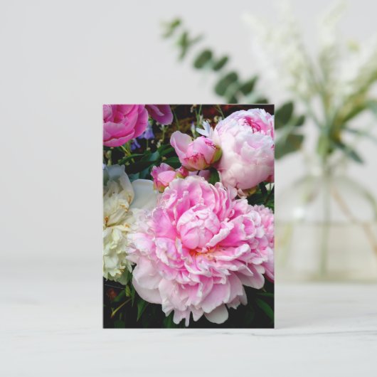 Carte Postale Pies roses et blanches (Debout devant)