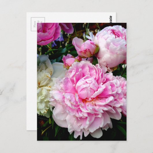 Carte Postale Pies roses et blanches (Devant / Derrière)