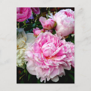Carte Postale Pies roses et blanches