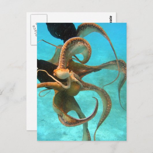 Carte Postale Pieuvre sous l'eau (Devant / Derrière)