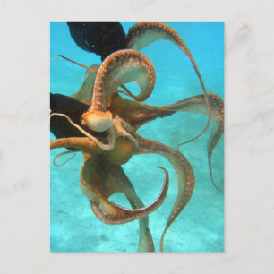 Carte Postale Pieuvre sous l'eau