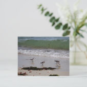 Carte Postale Pieux à sable (Debout devant)