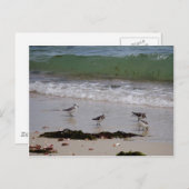 Carte Postale Pieux à sable (Devant / Derrière)