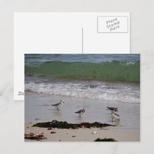 Carte Postale Pieux à sable (Devant / Derrière)