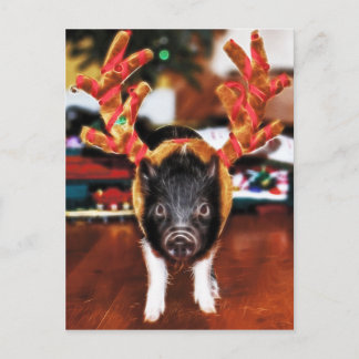 Carte postale Pig de Noël