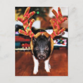 Carte postale Pig de Noël (Devant)