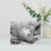 Carte postale Pig dormant noir et blanc (Debout devant)