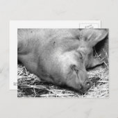 Carte postale Pig dormant noir et blanc (Devant / Derrière)