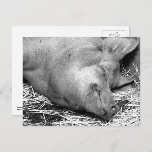 Carte postale Pig dormant noir et blanc (Devant / Derrière)