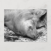 Carte postale Pig dormant noir et blanc (Devant)
