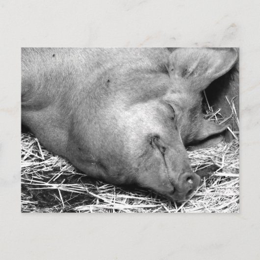 Carte postale Pig dormant noir et blanc (Devant)