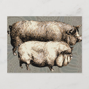 Carte Postale Pig Farm Pays Antique Illustration Art