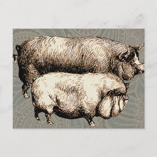 Carte Postale Pig Farm Pays Antique Illustration Art (Devant)