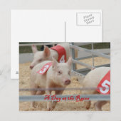 Carte Postale Pig racing, Pig race photo, cochon rose (Devant / Derrière)