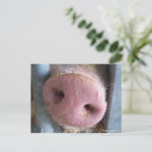 Carte Postale Pig rose gros plan photo (Debout devant)