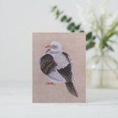Carte Postale Pigeon (Debout devant)