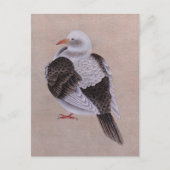 Carte Postale Pigeon (Devant)