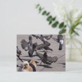 Carte Postale Pigeon (Debout devant)