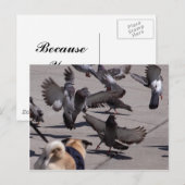 Carte Postale Pigeon (Devant / Derrière)