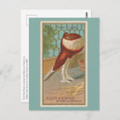 Carte Postale Pigeon (Devant / Derrière)