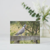 Carte Postale Pigeon (Debout devant)