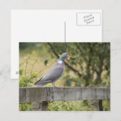 Carte Postale Pigeon (Devant / Derrière)