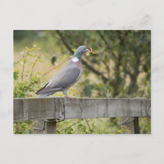 Carte Postale Pigeon