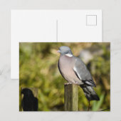 Carte Postale Pigeon (Devant / Derrière)