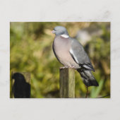Carte Postale Pigeon (Devant)