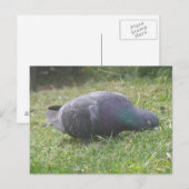 Carte postale Pigeon (Devant / Derrière)