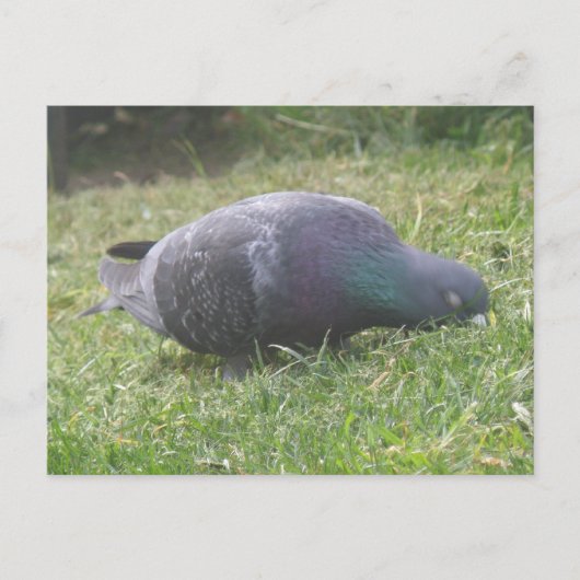 Carte postale Pigeon (Devant)
