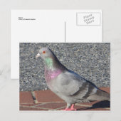 Carte Postale Pigeon (Devant / Derrière)