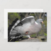 Carte Postale Pigeon (Devant / Derrière)