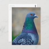 Carte Postale Pigeon (Devant / Derrière)