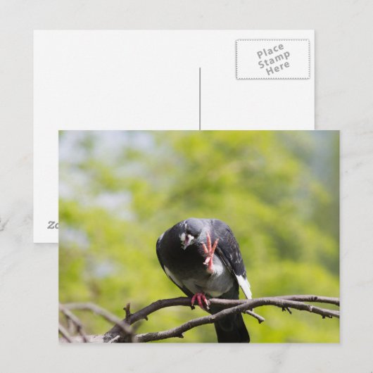 Carte Postale Pigeon (Devant / Derrière)