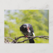 Carte Postale Pigeon (Devant)