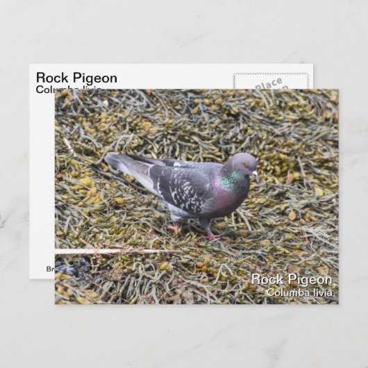 Carte Postale Pigeon (Devant / Derrière)