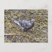 Carte Postale Pigeon (Devant)